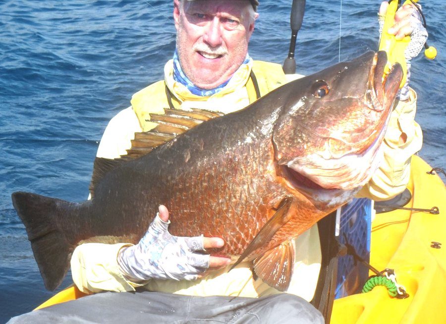 Cubera Snapper