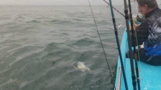 panga